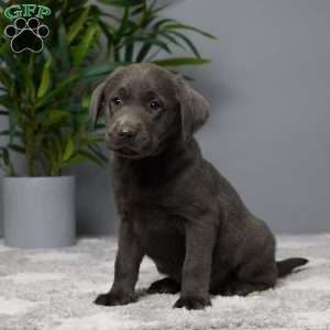 Callie, Charcoal Labrador Retriever Puppy